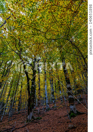 Colorful beech fall forest in Ordesa and Monte Perdido National park, Pyrenees, Aragon in Spain Colorful beech fall forest in Ordesa and Monte Perdido National park, Pyrenees, Aragon in Spain 140651898