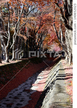 Autumn Maple Tree Tunnel Along Dry Riverbed Path in Japan Autumn Maple Tree Tunnel Along Dry Riverbed Path in Japan 140652023