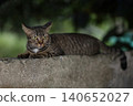 Tabby Cat Lying on Stone Wall with Green Garden Background 140652027