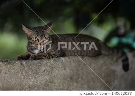 Tabby Cat Lying on Stone Wall with Green Garden Background 140652027