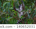 Ring-Tailed Lemurs Climbing Tree Trunk in Natural Forest Habitat 140652031