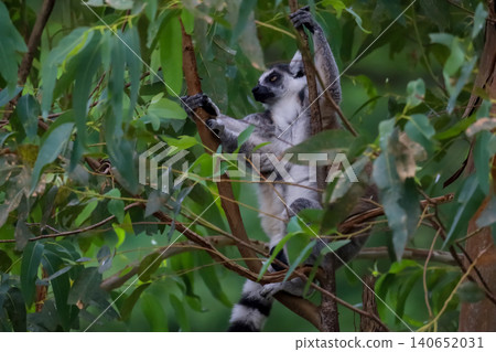 Ring-Tailed Lemurs Climbing Tree Trunk in Natural Forest Habitat 140652031