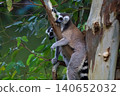 Ring-Tailed Lemurs Climbing Tree Trunk in Natural Forest Habitat 140652032