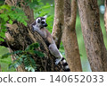 Ring-Tailed Lemurs Climbing Tree Trunk in Natural Forest Habitat 140652033