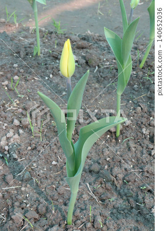Tulip flower plant on field in farm for harvest Tulip flower plant on field in farm for harvest 140652036