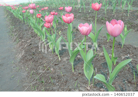 Tulip flower plant on field in farm for harvest Tulip flower plant on field in farm for harvest 140652037