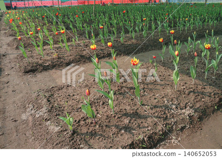 Tulip flower plant on field in farm for harvest Tulip flower plant on field in farm for harvest 140652053
