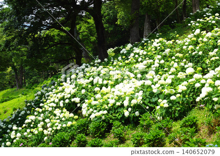 Kasui Lily Garden, Fukuroi City Kasui Lily Garden, Fukuroi City 140652079