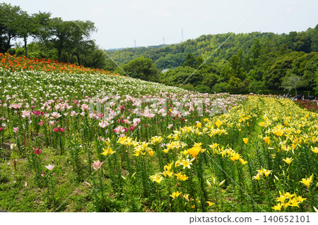Kasui Lily Garden, Goshiki no Oka (Five-Colored Hill), Fukuroi City Kasui Lily Garden, Goshiki no Oka (Five-Colored Hill), Fukuroi City 140652101