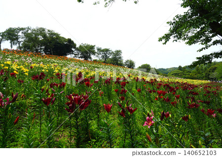 袋井市五色之丘 香井百合園 袋井市五色之丘 香井百合園 140652103