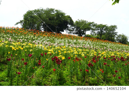袋井市五色之丘 香井百合園 袋井市五色之丘 香井百合園 140652104