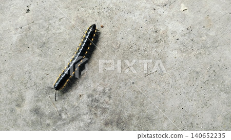 Yellow-spotted millipede crawling on concrete floor outdoors Yellow-spotted millipede crawling on concrete floor outdoors 140652235