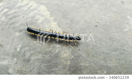 Yellow-spotted millipede crawling on concrete floor outdoors Yellow-spotted millipede crawling on concrete floor outdoors 140652239