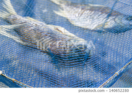 Close up of salted fish drying inside blue plastic mesh net cover protecting from flies and insects ensuring cleanliness and hygiene in traditional Thai food preservation method of local way of life Close up of salted fish drying inside blue plastic mesh net cover protecting from flies and insects ensuring cleanliness and hygiene in traditional Thai food preservation method of local way of life 140652280