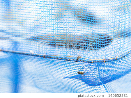 Close up of a housefly perched on blue plastic mesh netting used to cover and protect salted fermented fish being sun dried outdoors, a traditional Thai food preservation method ensuring hygiene Close up of a housefly perched on blue plastic mesh netting used to cover and protect salted fermented fish being sun dried outdoors, a traditional Thai food preservation method ensuring hygiene 140652281