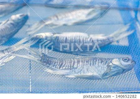Close up of salted fish being sun dried under a protective blue plastic mesh net to prevent flies and ensure hygiene, representing traditional Thai food preservation method in local village lifestyle Close up of salted fish being sun dried under a protective blue plastic mesh net to prevent flies and ensure hygiene, representing traditional Thai food preservation method in local village lifestyle 140652282