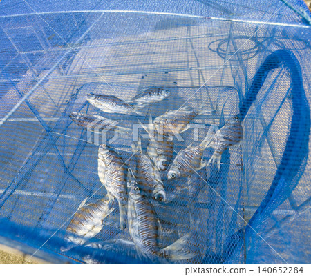 Small salted fish drying inside blue plastic mesh net cover protecting from flies and insects, traditional Thai food preservation method, hygienic outdoor sun drying process for local cuisine Small salted fish drying inside blue plastic mesh net cover protecting from flies and insects, traditional Thai food preservation method, hygienic outdoor sun drying process for local cuisine 140652284