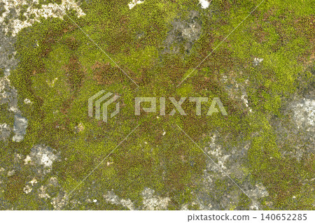 Vibrant green and brown moss patches growing on weathered grey concrete stone surface showing natural organic texture background perfect for design and decoration use in various creative projects Vibrant green and brown moss patches growing on weathered grey concrete stone surface showing natural organic texture background perfect for design and decoration use in various creative projects 140652285