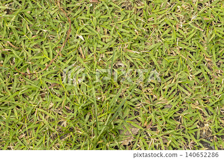 Freshly mown green lawn grass texture viewed from above showing chopped blades clippings and small dry leaves creating a natural organic background ideal for gardening landscaping and outdoor design Freshly mown green lawn grass texture viewed from above showing chopped blades clippings and small dry leaves creating a natural organic background ideal for gardening landscaping and outdoor design 140652286