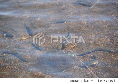 Spawning of the pale chub (Oikawa) in Shizuoka Spawning of the pale chub (Oikawa) in Shizuoka 140652401