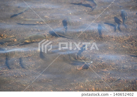 Spawning of the pale chub (Oikawa) in Shizuoka 140652402