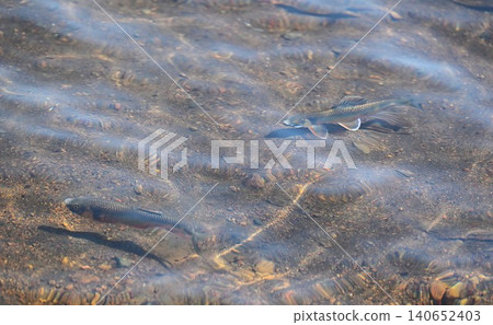 Spawning of the pale chub (Oikawa) in Shizuoka 140652403