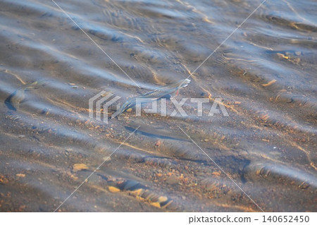 靜岡縣淡雅羅魚(Oikawa)產卵 靜岡縣淡雅羅魚(Oikawa)產卵 140652450