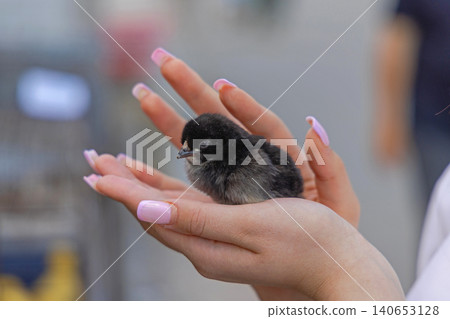 Newborn Chick in hand Newborn Chick in hand 140653128