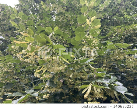 Linden tree blooming in summer 140653225