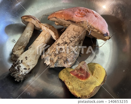 Edible summer mushrooms growing in forest Edible summer mushrooms growing in forest 140653235