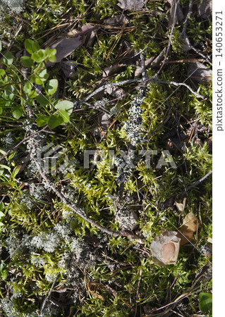 Lichen-Covered Twigs on a Mossy Woodland Bed Lichen-Covered Twigs on a Mossy Woodland Bed 140653271