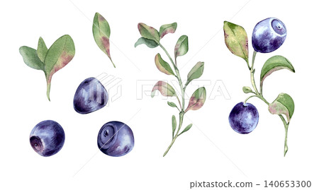 Watercolor illustration of juicy bilberry and blueberry collection isolated on. Hand painted botanical elements clipart with forest northern berry and green leaf. Set for organic food packaging. Watercolor illustration of juicy bilberry and blueberry collection isolated on. Hand painted botanical elements clipart with forest northern berry and green leaf. Set for organic food packaging. 140653300