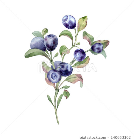 Watercolor illustration of a bilberry shrub with fresh berries and green foliage isolated. Botanical hand drawn whortleberry art. Natural element for superfood design and culinary recipe decoration. Watercolor illustration of a bilberry shrub with fresh berries and green foliage isolated. Botanical hand drawn whortleberry art. Natural element for superfood design and culinary recipe decoration. 140653302