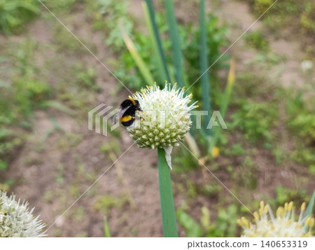 Close-up of bumblebee gathering nectar from blooming white onion flower head in vegetable garden. Green stalk and soft background highlight pollination and nature Close-up of bumblebee gathering nectar from blooming white onion flower head in vegetable garden. Green stalk and soft background highlight pollination and nature 140653319
