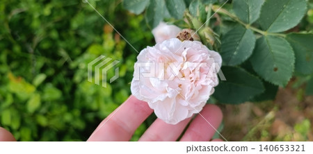 A gentle hand holds a soft pink rose with ruffled petals in close-up. Blurred green foliage creates a natural outdoor backdrop, emphasizing the delicate beauty of the bloom... A gentle hand holds a soft pink rose with ruffled petals in close-up. Blurred green foliage creates a natural outdoor backdrop, emphasizing the delicate beauty of the bloom... 140653321