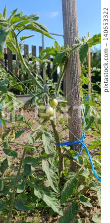 Unripe green tomatoes hanging on vine supported by wooden stake and blue tie. Bright sunlight illuminates lush foliage against blue sky backdrop. Organic vegetable cultivation scene Unripe green tomatoes hanging on vine supported by wooden stake and blue tie. Bright sunlight illuminates lush foliage against blue sky backdrop. Organic vegetable cultivation scene 140653322