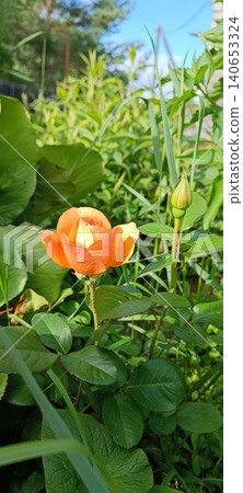Vibrant orange rose in full bloom, soft petals highlighted by warm sunlight. Lush green leaves and an unopened bud create natural garden backdrop. Focus on growth, beauty, and tranquility.. Vibrant orange rose in full bloom, soft petals highlighted by warm sunlight. Lush green leaves and an unopened bud create natural garden backdrop. Focus on growth, beauty, and tranquility.. 140653324