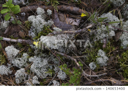 Reindeer Lichen and Tiny Yellow Blossoms Among Forest Twigs Reindeer Lichen and Tiny Yellow Blossoms Among Forest Twigs 140653400