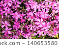 Pink flowers bloom densely in soft clusters 140653580