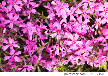 Pink flowers bloom densely in soft clusters Pink flowers bloom densely in soft clusters 140653580
