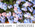 Soft blue and pink blossoms bloom in gentle clusters 140653581