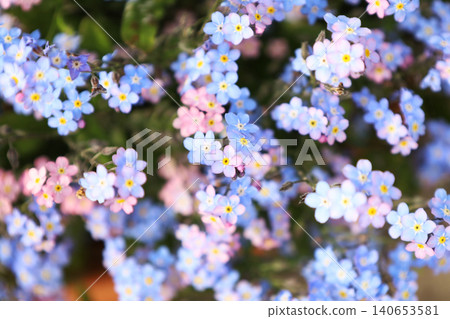 Soft blue and pink blossoms bloom in gentle clusters Soft blue and pink blossoms bloom in gentle clusters 140653581