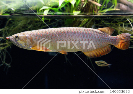 川水水族館展出的亞洲龍魚(金龍魚)優雅地遊動著。 川水水族館展出的亞洲龍魚(金龍魚)優雅地遊動著。 140653653
