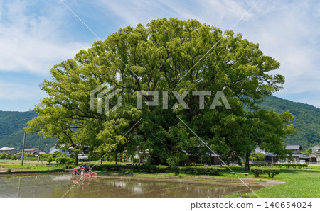 卡莫鎮那棵高大的樟樹與鄉村風景融為一體。 卡莫鎮那棵高大的樟樹與鄉村風景融為一體。 140654024