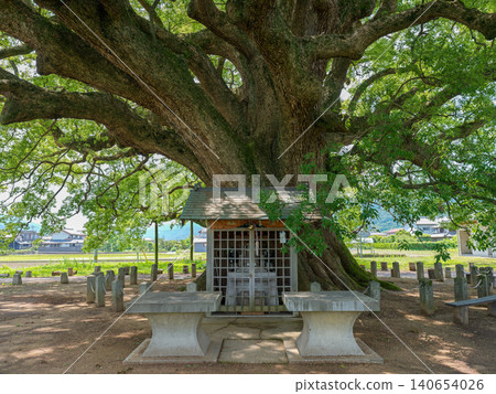 位於加茂市大樟樹下的神社。 位於加茂市大樟樹下的神社。 140654026
