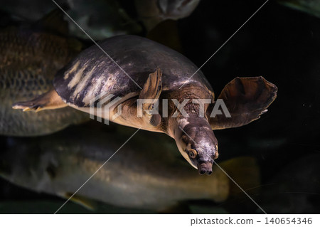 The mystical sight of a softshell turtle (Pig-nosed Turtle) gracefully flying through the water - photographed at Kawasui Aquarium. The mystical sight of a softshell turtle (Pig-nosed Turtle) gracefully flying through the water - photographed at Kawasui Aquarium. 140654346
