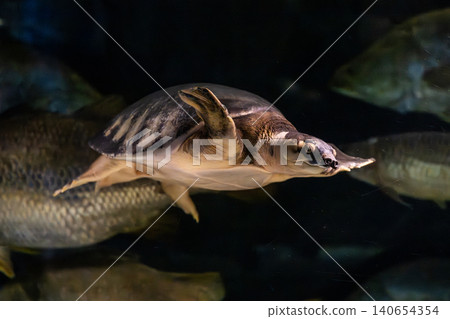 The mystical sight of a softshell turtle (Pig-nosed Turtle) gracefully flying through the water - photographed at Kawasui Aquarium. The mystical sight of a softshell turtle (Pig-nosed Turtle) gracefully flying through the water - photographed at Kawasui Aquarium. 140654354