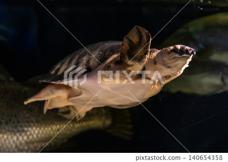 在川水水族館拍攝到的,一隻鱉(豬鼻龜)優雅地在水中游動的神秘景象。 在川水水族館拍攝到的,一隻鱉(豬鼻龜)優雅地在水中游動的神秘景象。 140654358