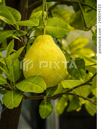 Close-Up Of Ripe Pomelo Hanging On A Citrus Tree Surrounded By Lush Green Leaves 140654515
