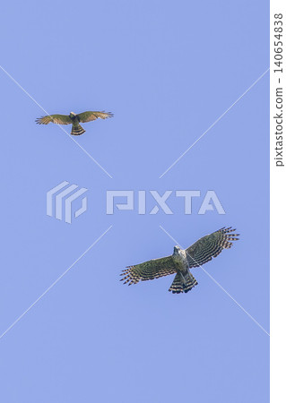 A mountain hawk being mobbed by a grey-faced buzzard. A mountain hawk being mobbed by a grey-faced buzzard. 140654838